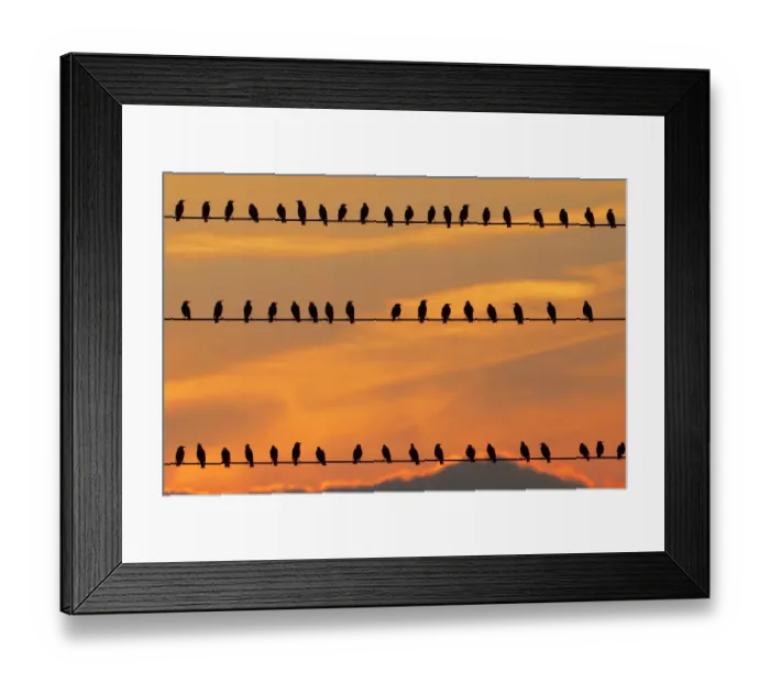 Framed Print : row of birds