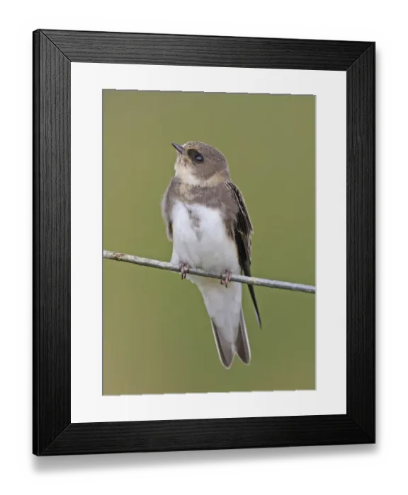 Framed Print : Sand Martin [Riparia riparia]