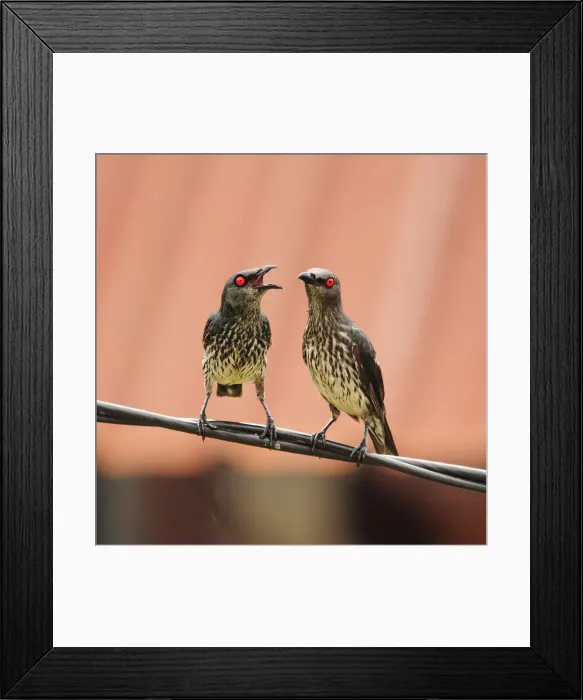 Framed Print : Pair of red eyes Framed Print : Pair of red eyes