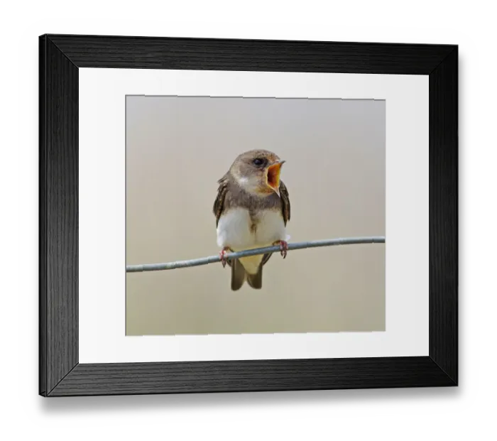 Framed Print : Sand Martin [Riparia riparia]