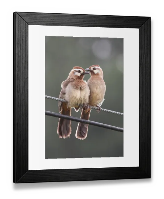 Framed Print : White-browed Laughingthrushes Framed Print : White-browed Laughingthrushes