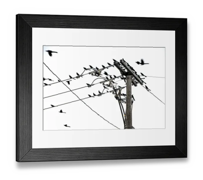 Framed Print : Common Grackles Phenomenon Blackbirds Birds Framed Print : Common Grackles Phenomenon Blackbirds Birds