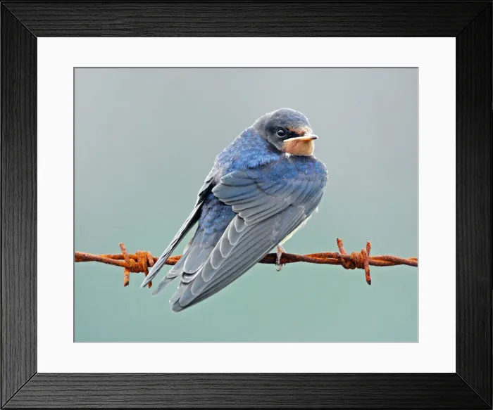 Framed Print : Barn Swallow Framed Print : Barn Swallow