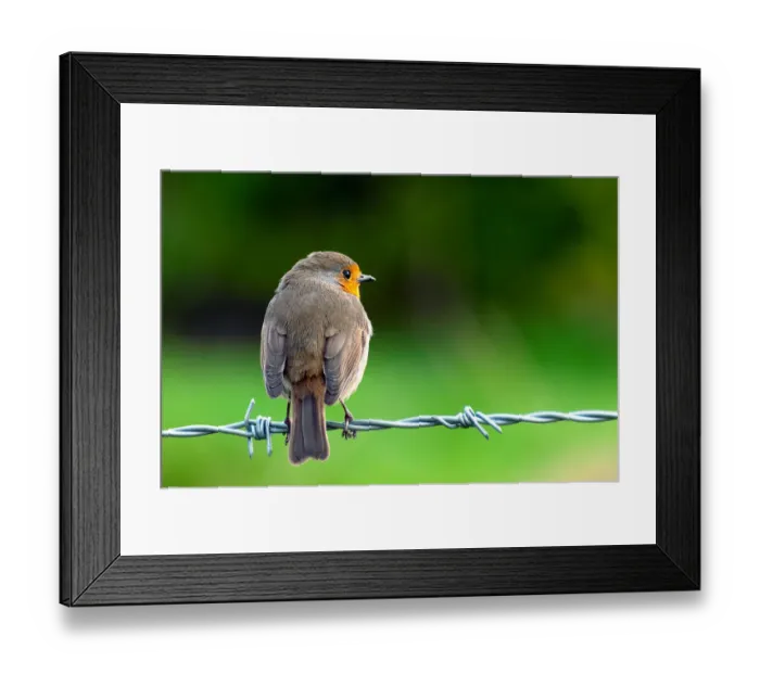 Framed Print : Just Robin