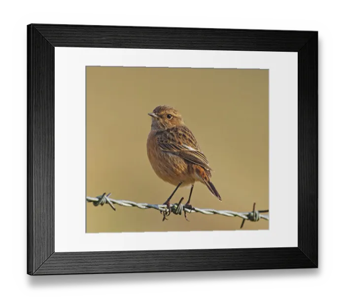 Framed Print : Stonechat [Saxicola torquata]