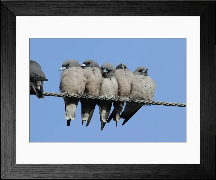 Framed Print : Ashy Woodswallow Framed Print : Ashy Woodswallow