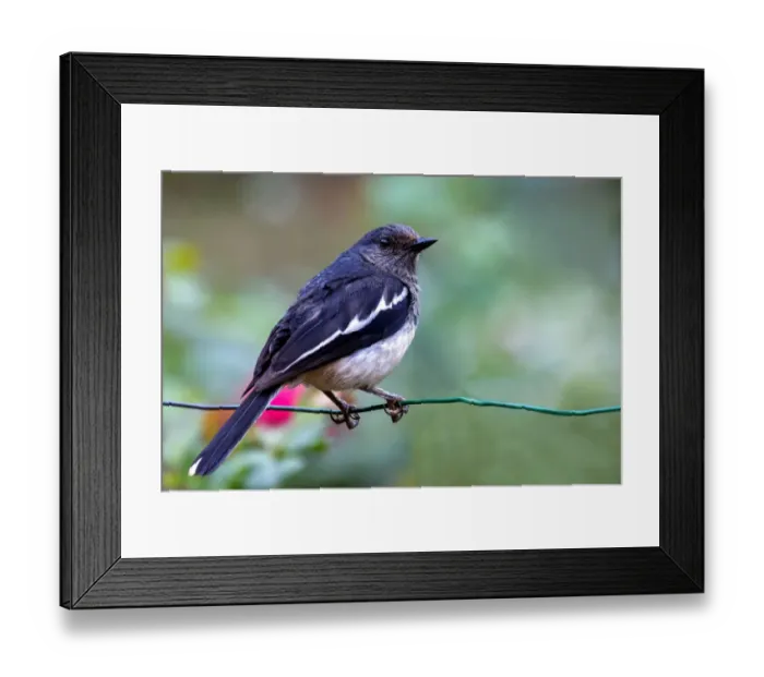 Framed Print : Magpie-robin (Copsychus saularis) Framed Print : Magpie-robin (Copsychus saularis)