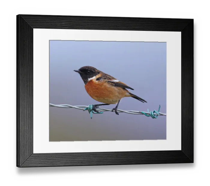 Framed Print : Stonechat [Saxicola torquata]