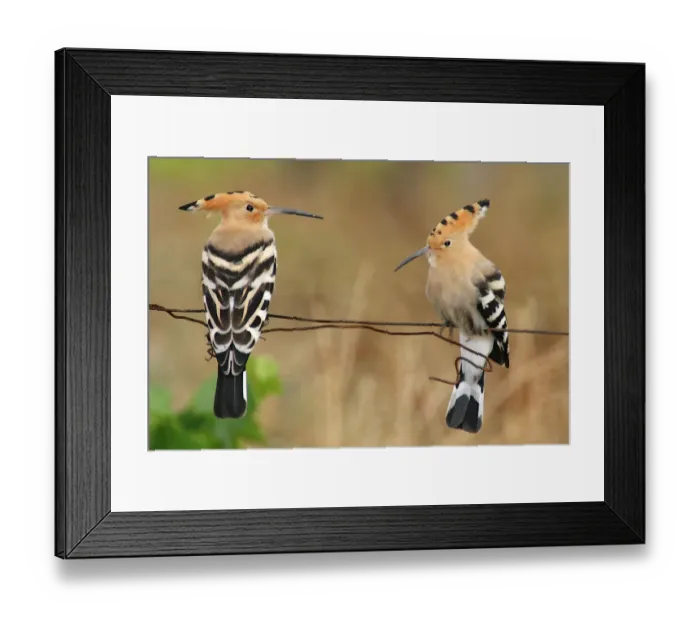 Framed Print : Couple of Hoopoes Framed Print : Couple of Hoopoes