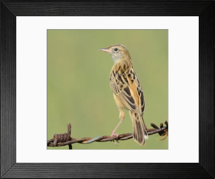 Framed Print : Zitting Cisticola