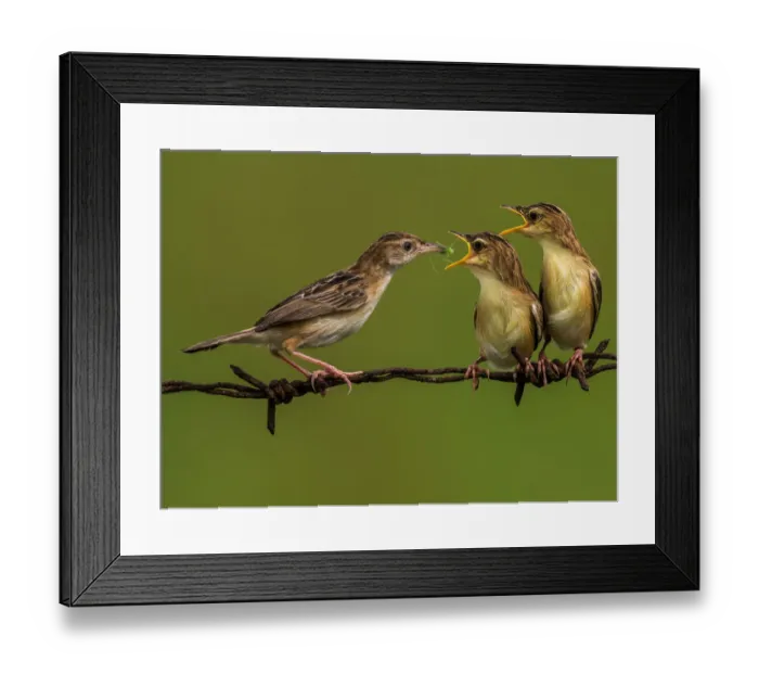 Framed Print : Cisticola Juncidis Framed Print : Cisticola Juncidis