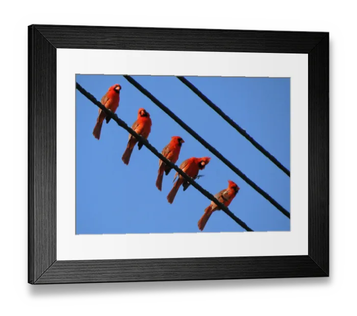 Framed Print : Cardinals perched on wire Framed Print : Cardinals perched on wire