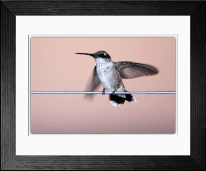Framed Print : Hummingbird on a Wire Framed Print : Hummingbird on a Wire