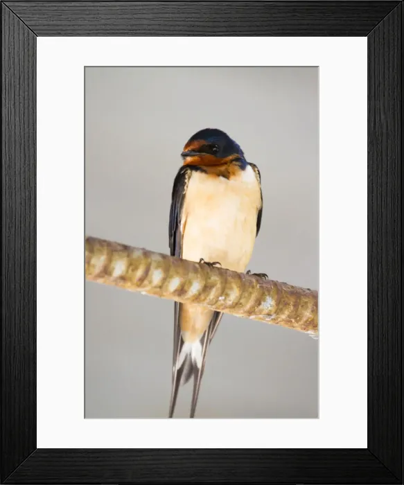 Framed Print : Cliff Swallow Sitting On A Wire Framed Print : Cliff Swallow Sitting On A Wire