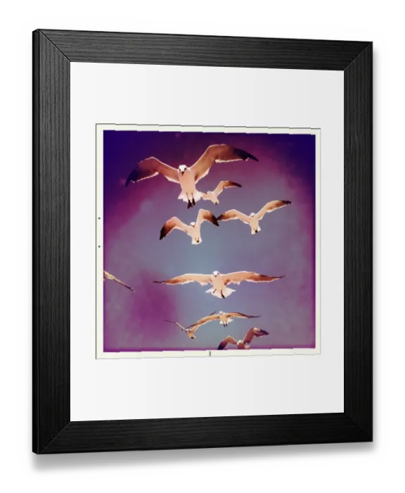 Framed Print : Seagulls in Flight Framed Print : Seagulls in Flight