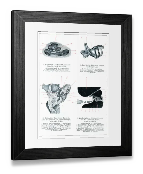 Framed Print : Inner and middle ear human anatomy drawing 1896 Framed Print : Inner and middle ear human anatomy drawing 1896