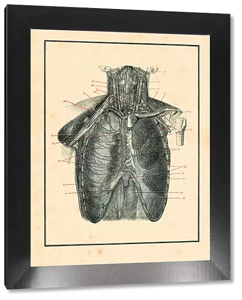Torso with blood circulation human anatomy drawing 1898