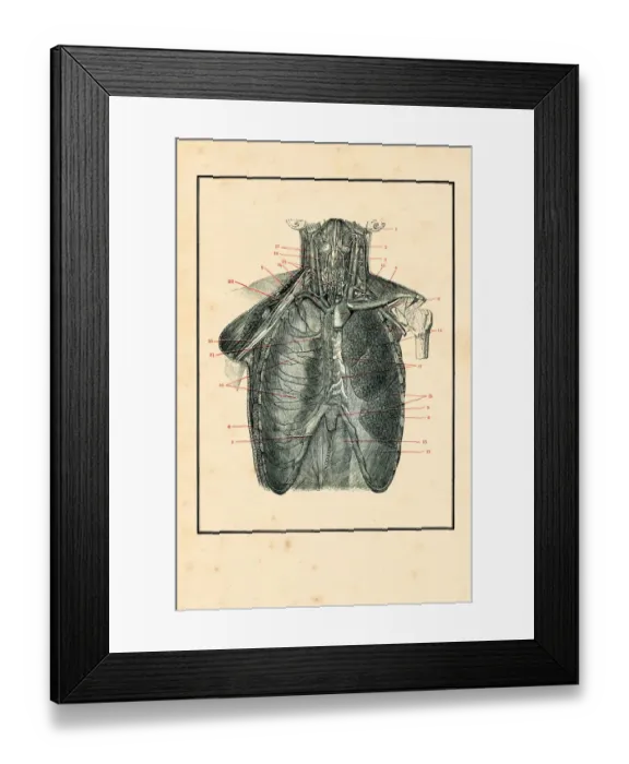 Framed Print : Torso with blood circulation human anatomy drawing 1898