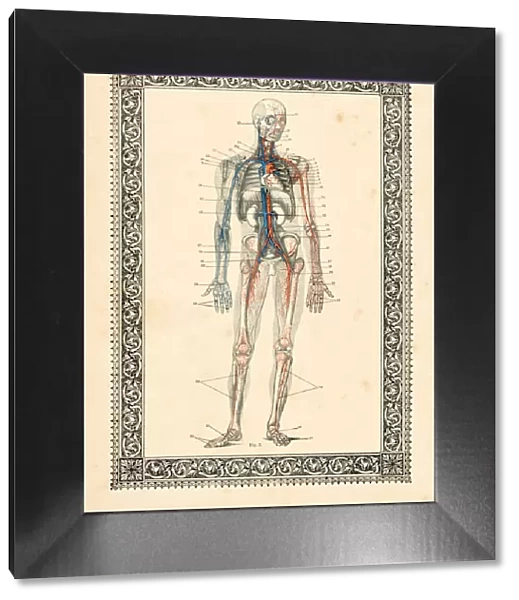Blood circulation human anatomy drawing 1896