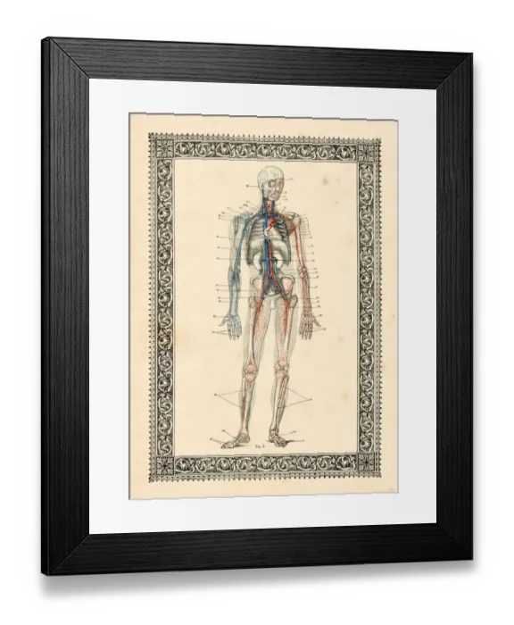 Framed Print : Blood circulation human anatomy drawing 1896 Framed Print : Blood circulation human anatomy drawing 1896