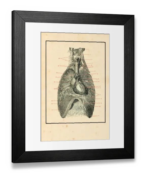 Framed Print : Torso with blood circulation human anatomy drawing 1898 Framed Print : Torso with blood circulation human anatomy drawing 1898