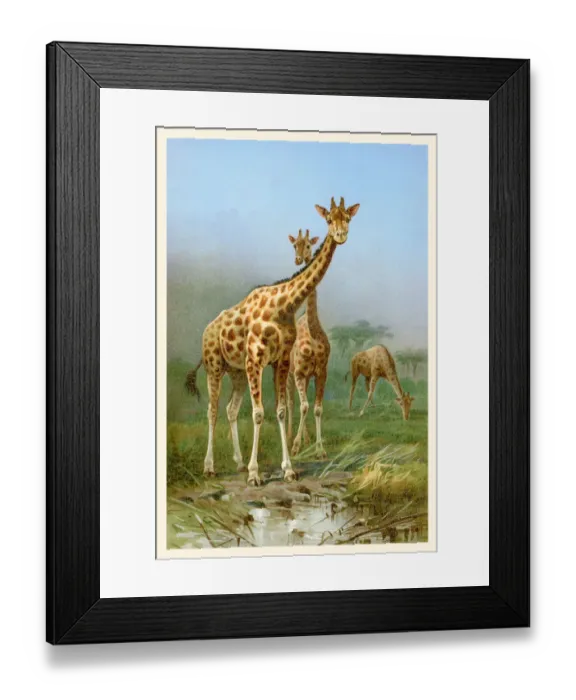 Framed Print : Two giraffe in africa together illustration 1898