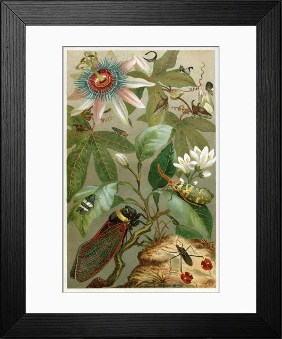 Framed Print : Different cicada 1897 Framed Print : Different cicada 1897