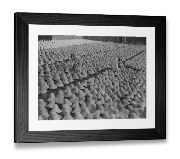 Framed Print : Hat Bleaching