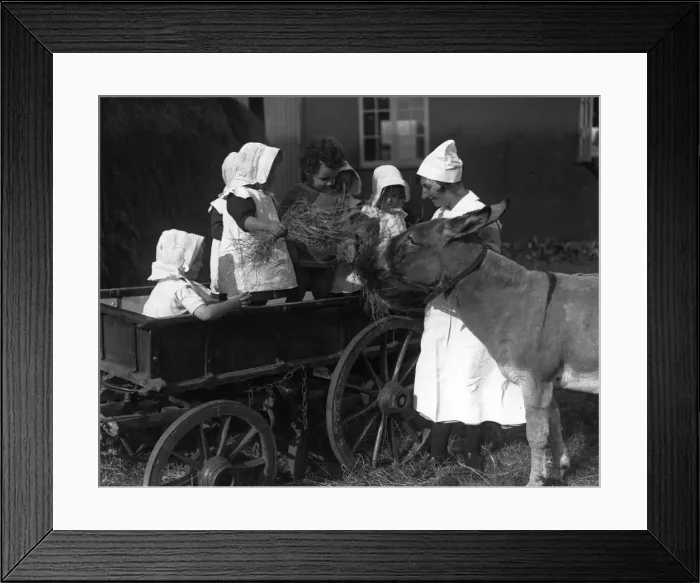 Framed Print : Feeding Donkey