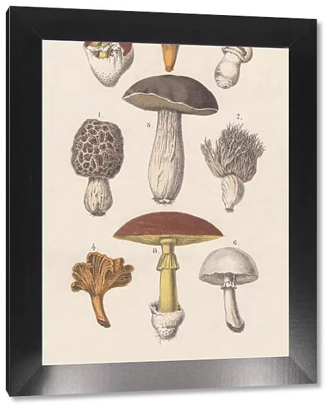 Mushrooms, hand-colored lithograph, published in 1880