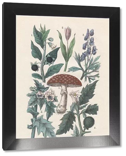 Plants, hand-colored lithograph, published in 1880
