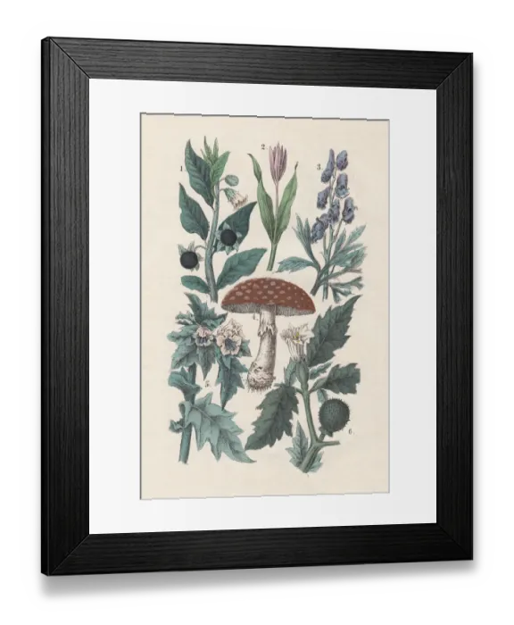 Framed Print : Plants, hand-colored lithograph, published in 1880 Framed Print : Plants, hand-colored lithograph, published in 1880