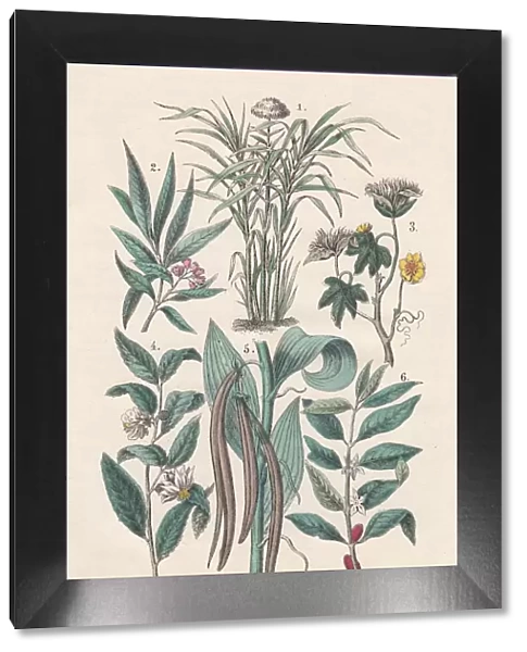 Economic plants, hand-colored lithograph, 1880