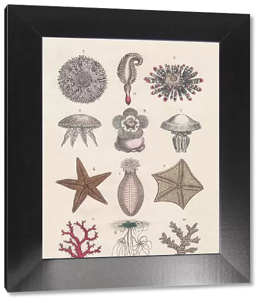 Echinoderms, Jellyfish and Cnidarians, hand-colored lithograph, published in 1880