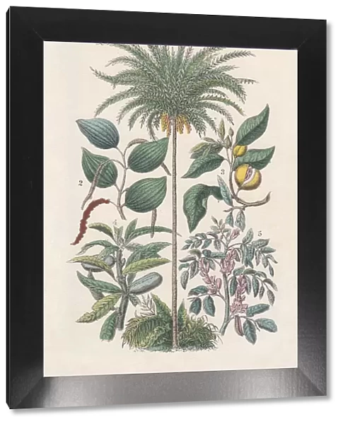 Economic plants, hand-colored lithograph, published in 1880