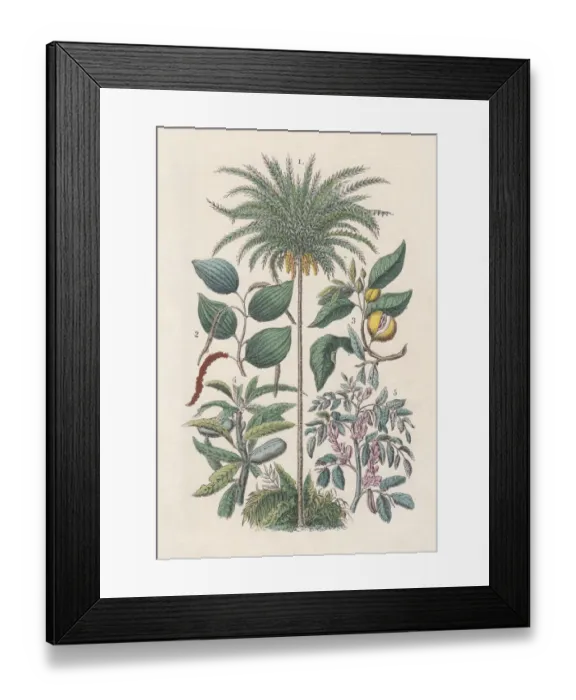 Framed Print : Economic plants, hand-colored lithograph, published in 1880