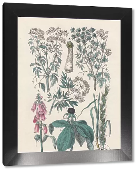 Plants, hand-colored lithograph, published in 1880