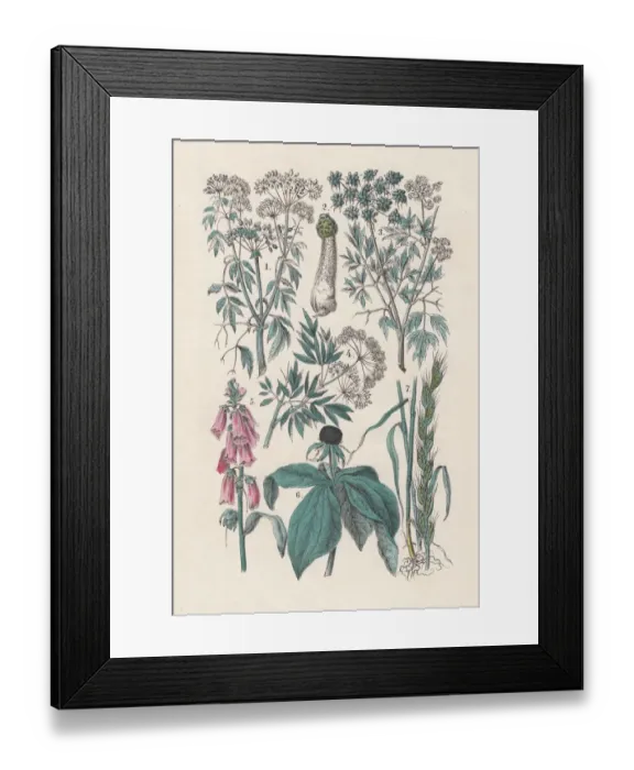 Framed Print : Plants, hand-colored lithograph, published in 1880 Framed Print : Plants, hand-colored lithograph, published in 1880