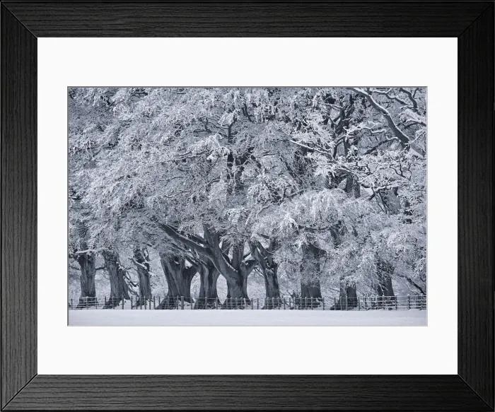 Framed Print : Black and White Image of Snow on Trees in Winter Framed Print : Black and White Image of Snow on Trees in Winter