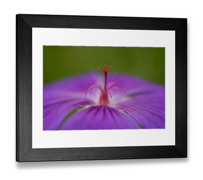 Framed Print : Macro Photograph of a Geranium Framed Print : Macro Photograph of a Geranium