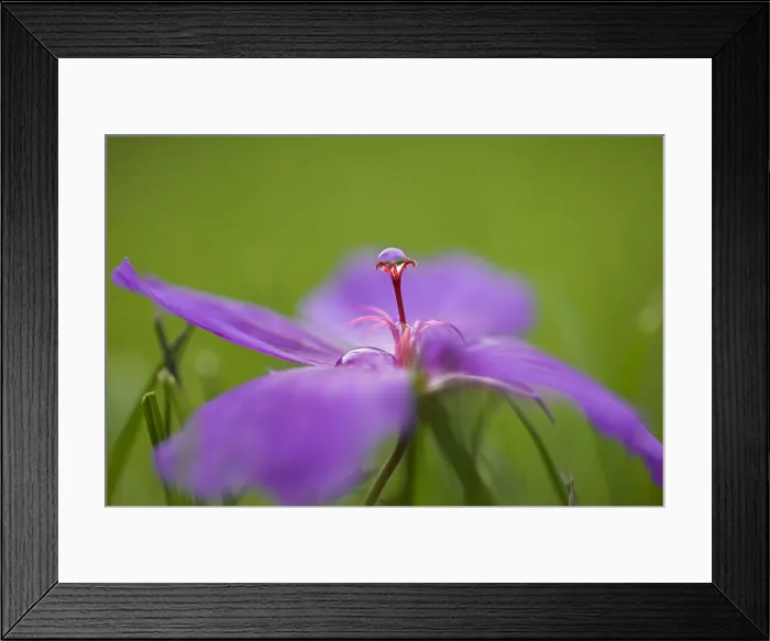 Framed Print : Macro Photograph of a Geranium with Rain Droplet Framed Print : Macro Photograph of a Geranium with Rain Droplet