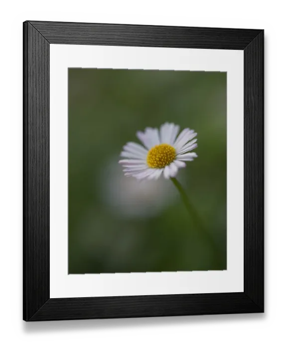 Framed Print : Erigeron Daisy Close Up