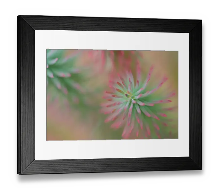 Framed Print : Alpine Wall Plant with Rain Droplet Close Up Photograph Framed Print : Alpine Wall Plant with Rain Droplet Close Up Photograph