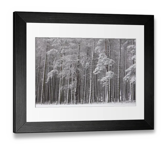 Framed Print : Winter Woodland Scene Framed Print : Winter Woodland Scene