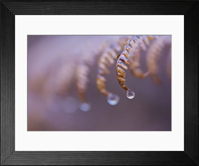 Framed Print : Water Drops on Fern Framed Print : Water Drops on Fern