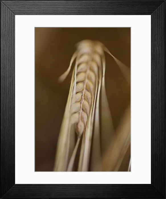 Framed Print : Photograph of Barley Framed Print : Photograph of Barley