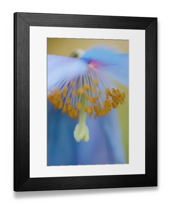Framed Print : Himalayan Poppy Macro Framed Print : Himalayan Poppy Macro