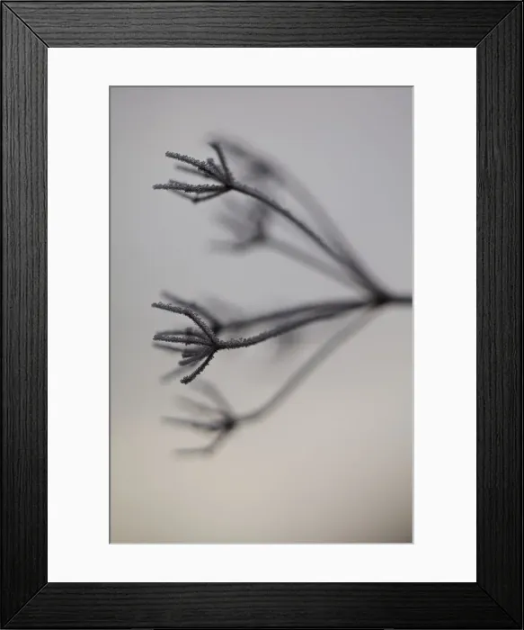 Framed Print : Hoar Frost on Plant Framed Print : Hoar Frost on Plant