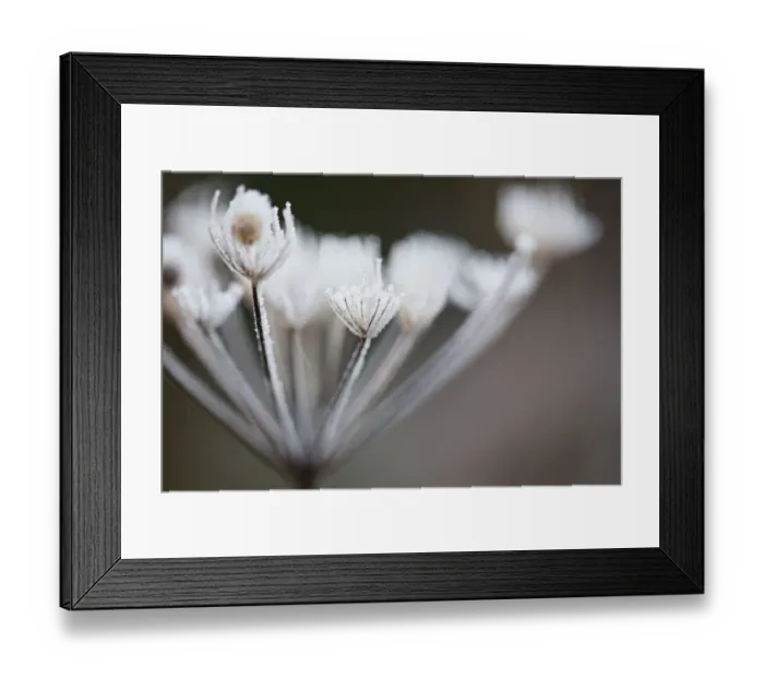Framed Print : Hoar Frost on Plant Framed Print : Hoar Frost on Plant