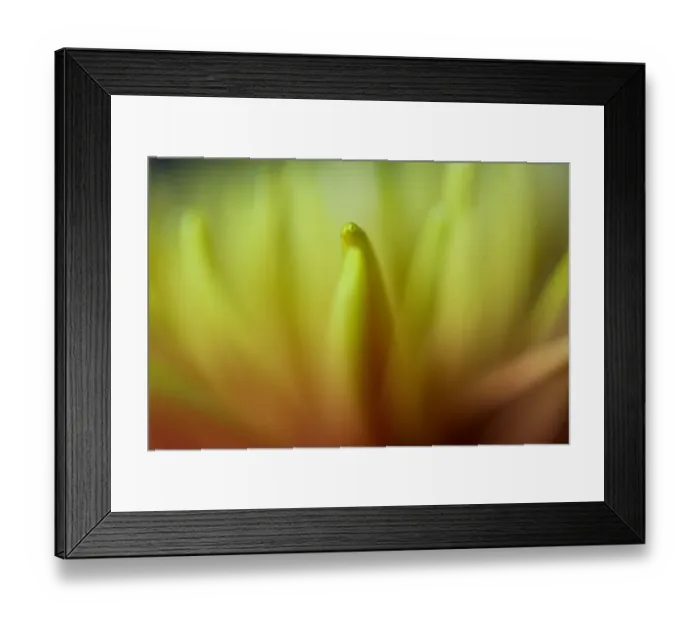 Framed Print : Close up of Yellow and Orange Chrysanthemum Flower Framed Print : Close up of Yellow and Orange Chrysanthemum Flower